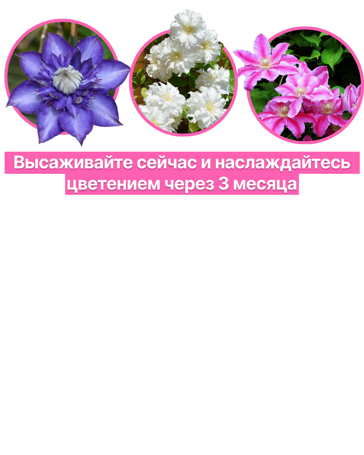 Image title
